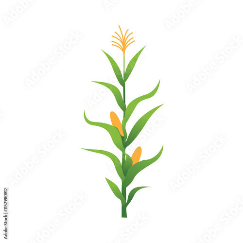 Lush Corn Plant Stalks in Agricultural Field Vector