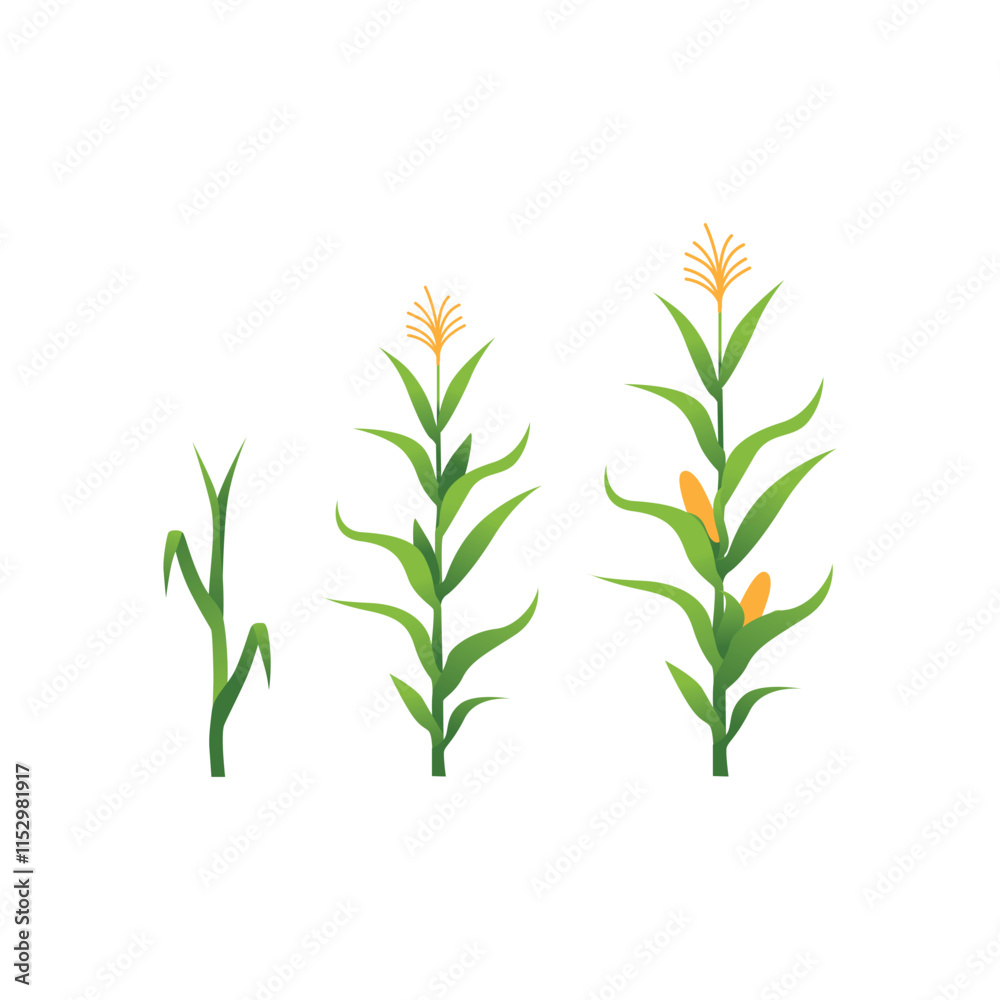 Naklejka premium Vector Illustration of Corn Plant on Field