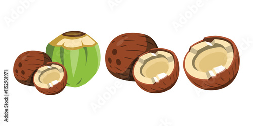 Vector Illustration of a Fresh Coconut Design