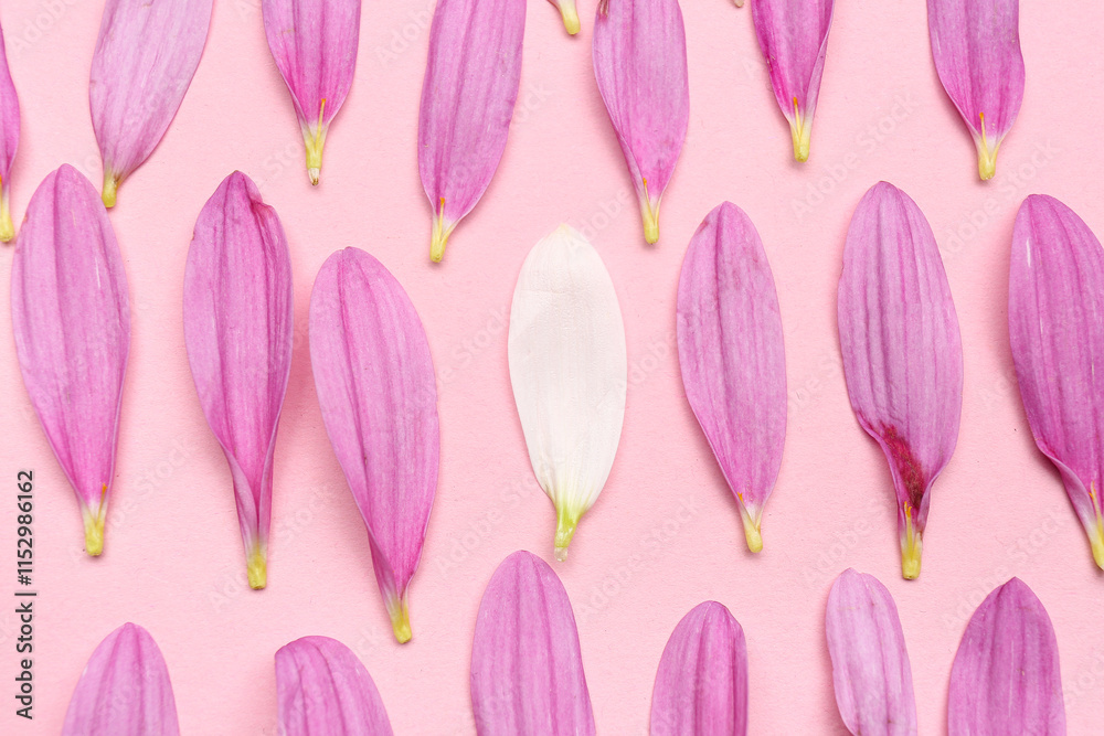 Naklejka premium Chrysanthemum flower petals on pink background