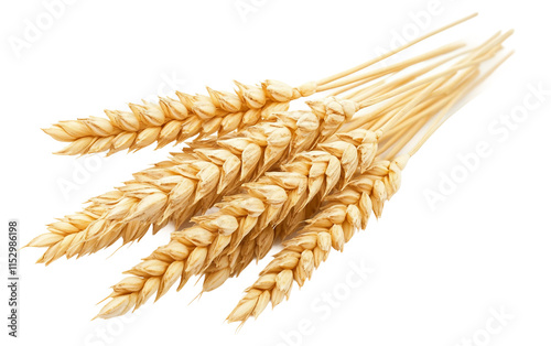 Set of Wheat Ears and Heads isolated on transparent Background