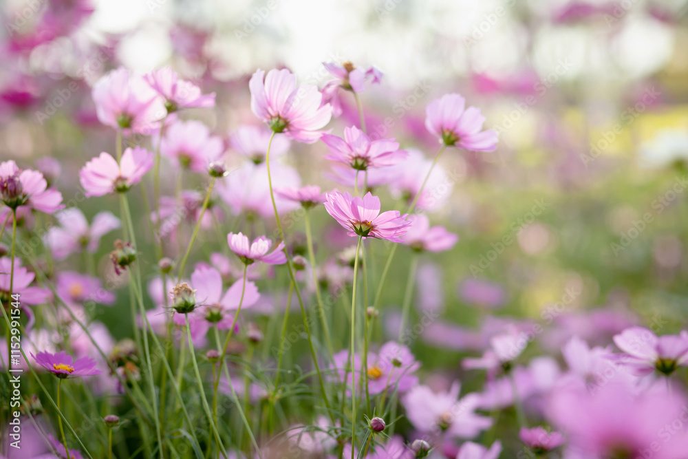 Cosmos flowers in full bloom Cosmos flowers in full bloom