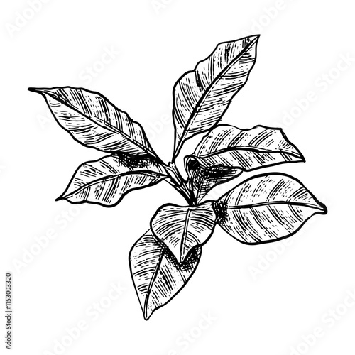 Illustration of an Handdrawn Vintage Coffee Leaves