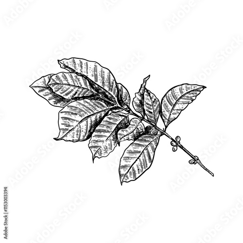 Illustration of an Handdrawn Vintage Coffee Leaves