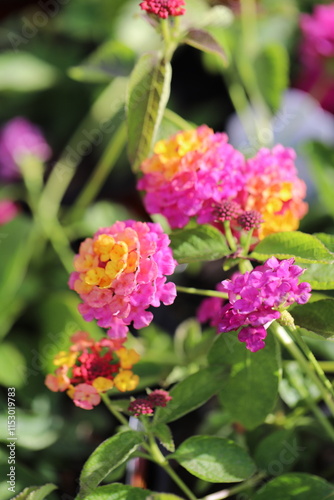 Wallpaper Mural Garden Beauty Torontodigital.ca