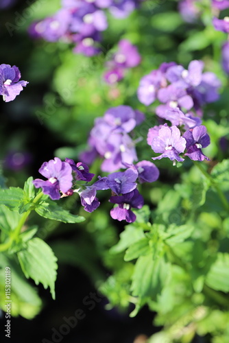 Garden Beauty