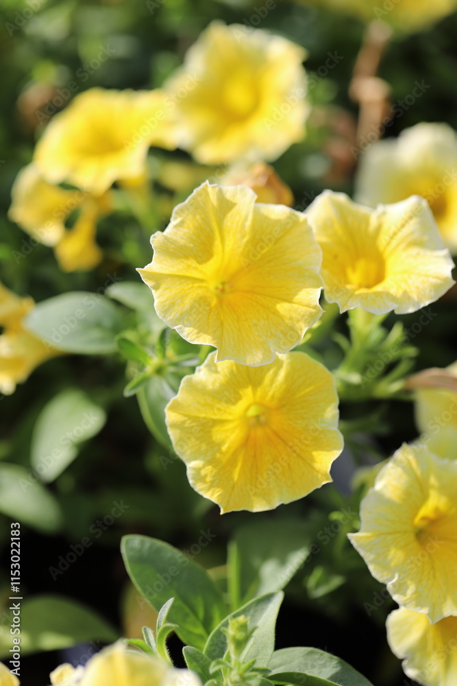 Fototapeta premium Garden Beauty