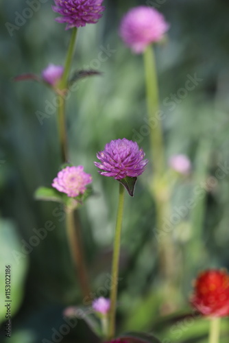 Garden Beauty