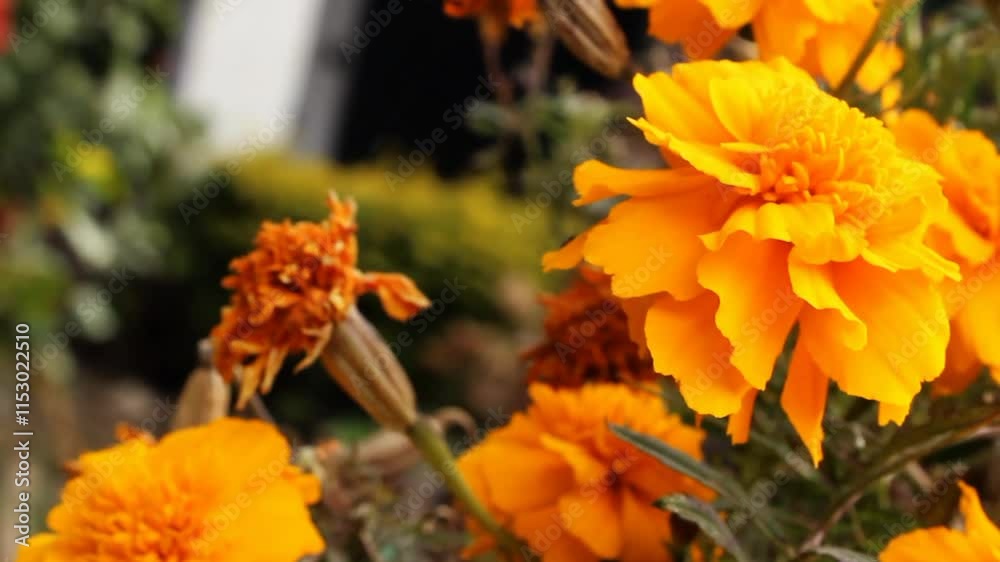 Marigold or Tagetes erecta yellow flowers