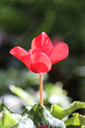 Garden Beauty