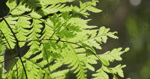 Davallia fejeensis, more commonly known as Rabbit's Foot Fern or Hare's Foot Fern, moves as the wind blows. photo