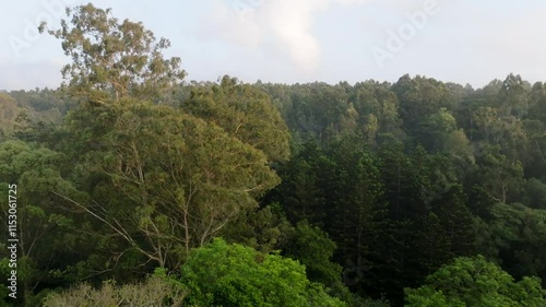 A lateral drone shot showing the tree canopy in Karura Forest photo