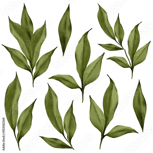 watercolor green leaves peony isolated botanical set
