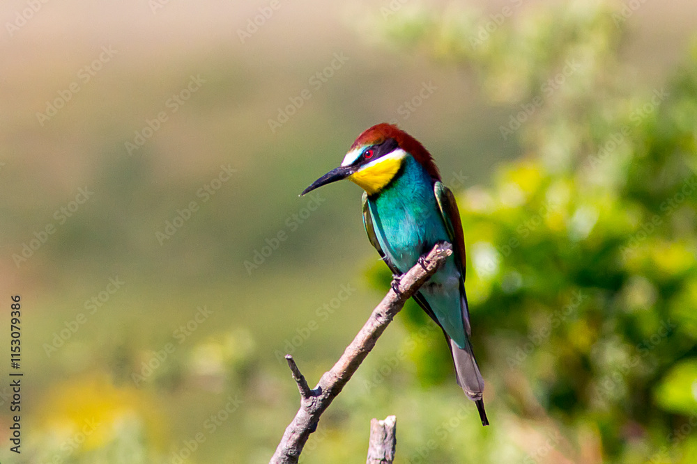 European bee-eater ( Merops apiaster ) is sitting on a twig
European bee-eater ( Merops apiaster ) is sitting on a twig