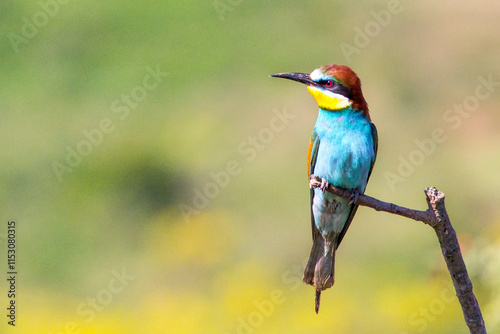 European bee-eater ( Merops apiaster ) is sitting on a twig. close up. birds of paradise, rainbow colors high quality resulation puzzle walpaper
 photo