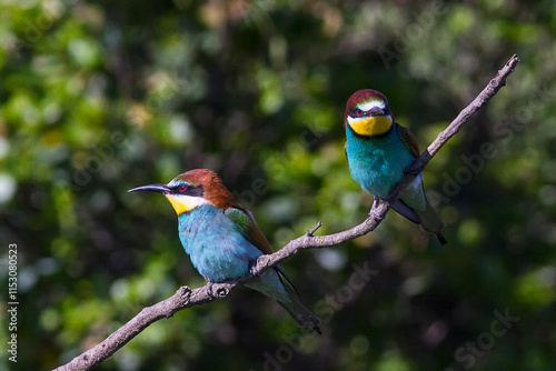 Two european bee-eater perched on a twig, close up. birds of paradise, rainbow colors high quality resulation puzzle wallpaper
 photo