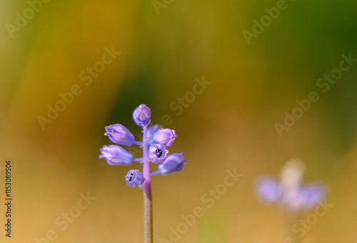 Delicate purple flowers bloom against a softly blurred background in a tranquil garden setting during early spring photo