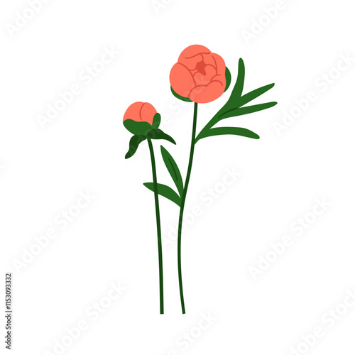 Peony flowers with unopened and blossomed buds. Delicate gentle spring blooms, summer garden floral branches. Botanical natural flat graphic vector illustration isolated on white background