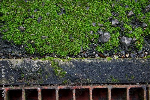 Moss cover on the road photo