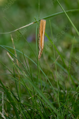 Common Grass-veneer - Agriphila tristella, tiny brown grass moth from Euroasian meadows and grasslands, Zlin, Czech Republic. photo