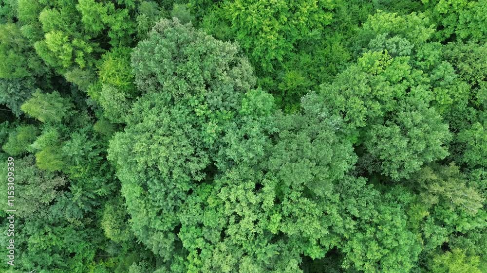Direct top-down shot of green forest Direct top-down shot of green forest