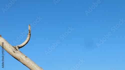 looks like a beautiful and lovely blue sky with dry tree branches