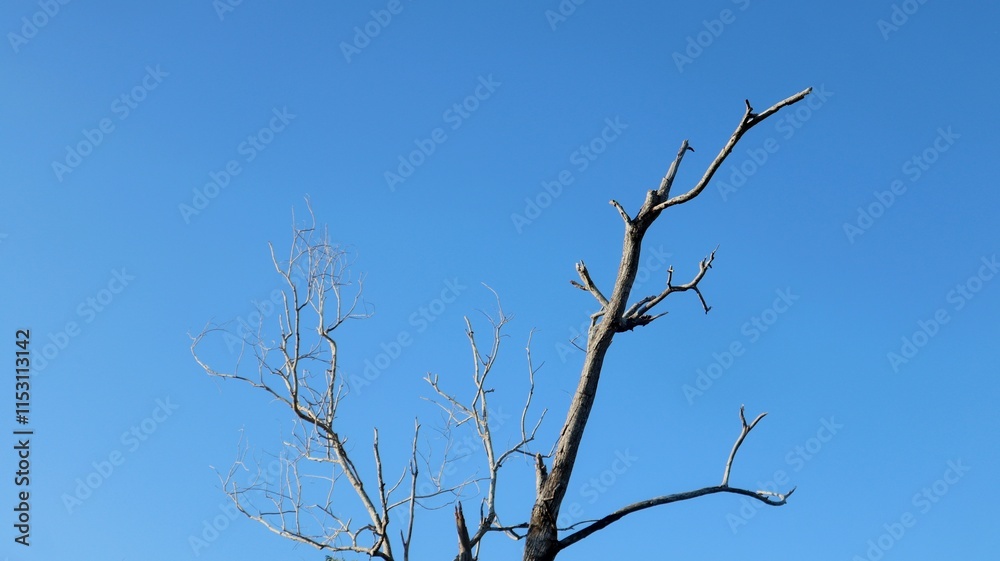 looks like a beautiful and lovely blue sky with dry tree branches looks like a beautiful and lovely blue sky with dry tree branches