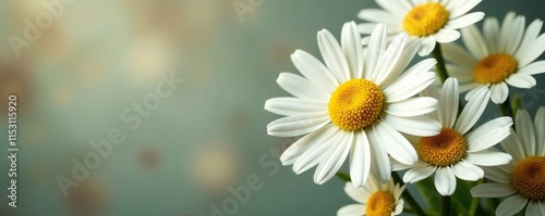 A bouquet of fresh daisies with white petals and yellow centers, daisy, blooming