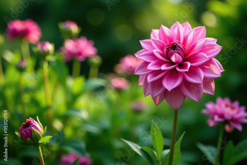 Pink dahlia blooms in a lush garden with greenery and foliage, foliage, garden, pink