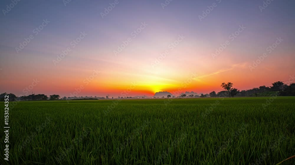 Time lapse A peaceful rice field with lush green stalks under a dramatic evening sky, set against the tree backdrop. The scattered golden sunrise create a serene and picturesque rural landscape. Time lapse A peaceful rice field with lush green stalks under a dramatic evening sky, set against the tree backdrop. The scattered golden sunrise create a serene and picturesque rural landscape.