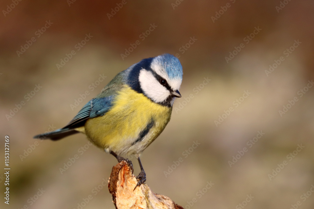 Blue tit Blue tit