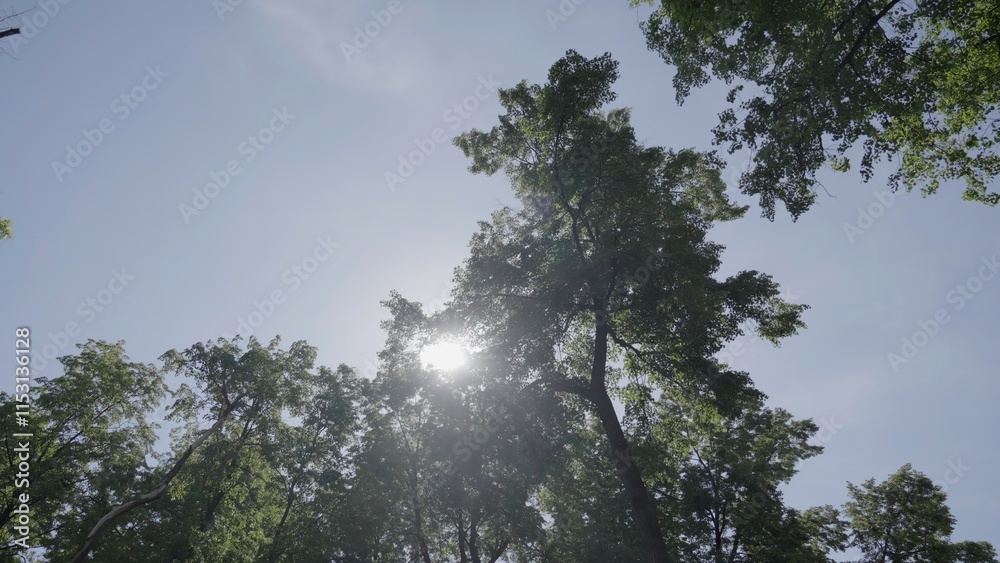The Serene Canopy Offers a Beautiful Environment with Sunlight Filtering Through Trees Ahead. Clip