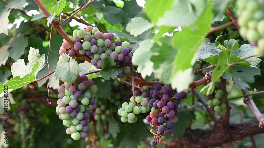 Concord Grapes growing on a vine in a garden. Several beautiful concord grapes hanging on a grape vine Concord Grapes growing on a vine in a garden. Several beautiful concord grapes hanging on a grape vine