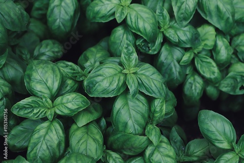 Fresh basil leaves. Top views. Natural background. Selective focus.