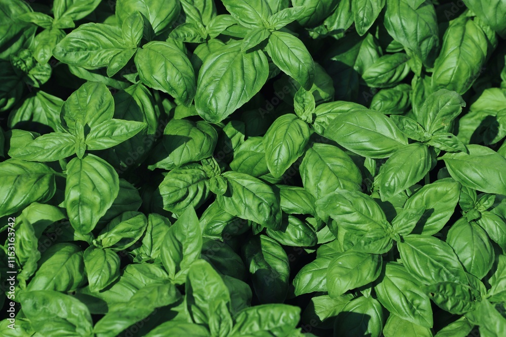 Fresh basil leaves. Top views. Natural background. Selective focus. Fresh basil leaves. Top views. Natural background. Selective focus.