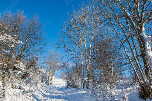 Wallpaper Mural tree-lined snowy path in the European alps under blue sky Torontodigital.ca