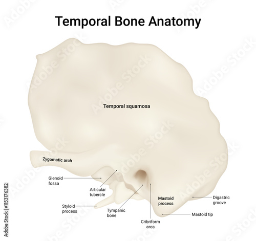 Diagram of Temporal Bone Anatomy