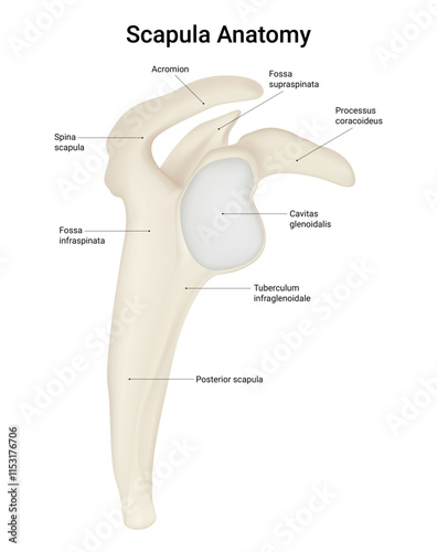 Scapula Bone Structure Lateral View