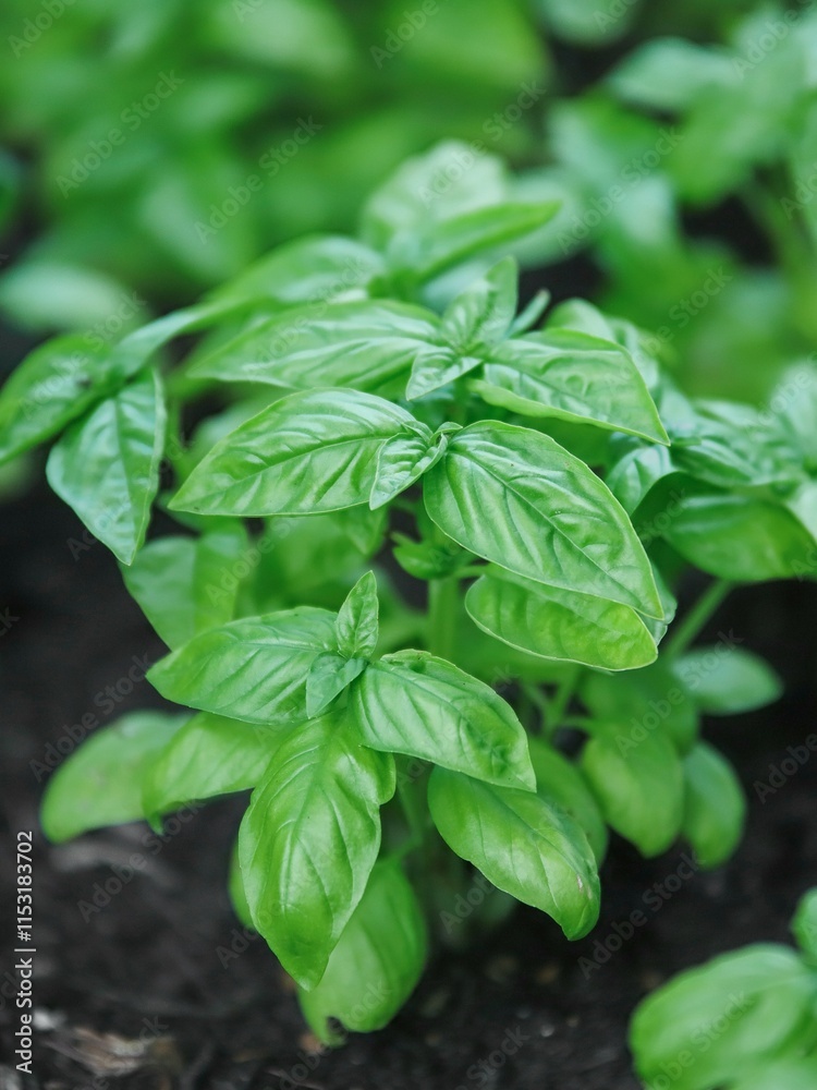 Close up of fresh green basil growing in vegetable garden. Selective focus.
Close up of fresh green basil growing in vegetable garden. Selective focus.