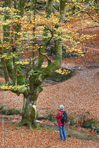 Beech forest in Vizcaya. Otzarreta, Gorbeia park. Autumn landscape. Spain