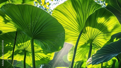 Sunlight Through Lush Green Tropical Leaves