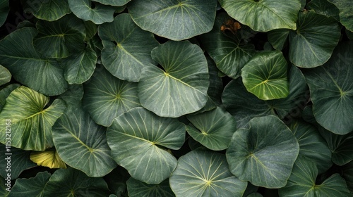 Close-up of Lush Green Leaves in a Tropical Garden