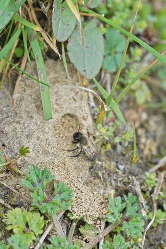 Closeup on a female Nycthemeral mining bee, Andrena nycthemera in front of her nest entrance photo