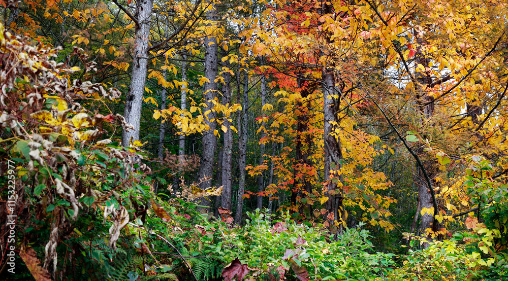 Forest in Japan during autumn season
Forest in Japan during autumn season