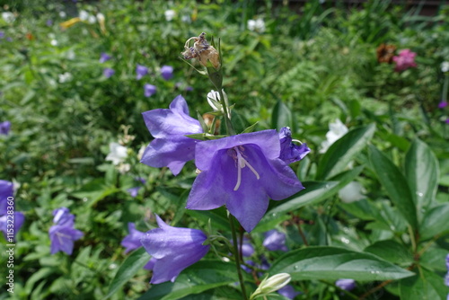 Couple of purple flowers of Campanula persicifolia in mid June