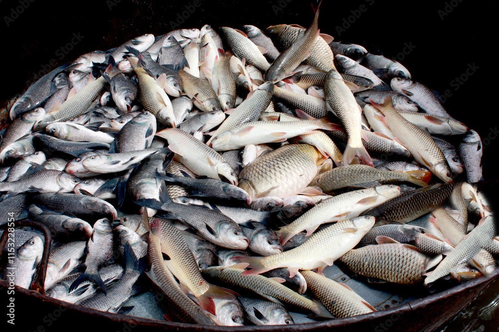 Fototapeta premium fish bundle