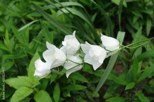 Six white flowers of Campanula persicifolia in mid June photo