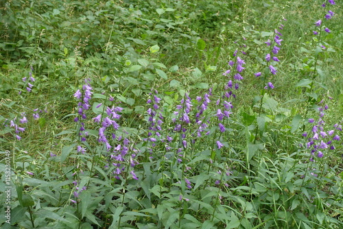 Racemes of purple flowers of creeping bellflower in June photo