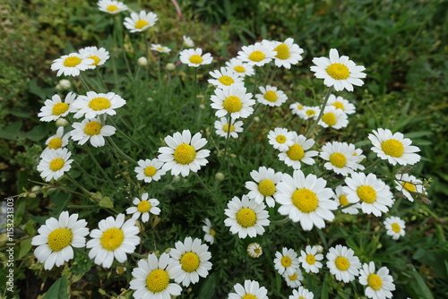 Daisy like white flowers of scentless chamomile in June photo