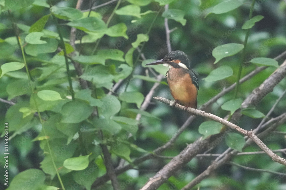 common kingfisher common kingfisher